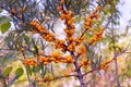 Ripe orange-yellow berries of the wild sea buckthorn on branch close-up in selective focus Royalty Free Stock Photo