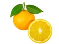 Ripe oranges