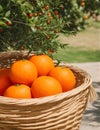 Ripe oranges in a basket on a background of orange trees. ai generated Royalty Free Stock Photo