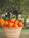 Ripe oranges in a basket on a background of orange trees. ai generated Royalty Free Stock Photo
