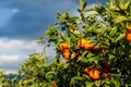 Ripe oranges on the branches of a green tree against a blue stormy sky