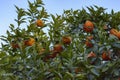 Ripe oranges growing on orange tree branch in public city park at winter day Royalty Free Stock Photo