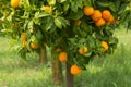 Ripe oranges growing on tree Royalty Free Stock Photo