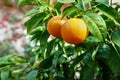 Ripe oranges growing on tree in orchard Royalty Free Stock Photo