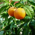 Ripe oranges growing tree orchard seville spain Royalty Free Stock Photo