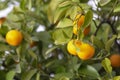 Ripe oranges hanging on an orange tree Royalty Free Stock Photo