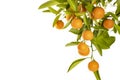 Ripe Oranges hanging from a small orange tree Royalty Free Stock Photo