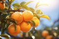 Ripe oranges hanging from a small orange tree. Tangerines on a tree in a garden. Generative AI Royalty Free Stock Photo