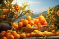 Ripe oranges hanging from a small orange tree. Tangerines on a tree in a garden. Generative AI Royalty Free Stock Photo