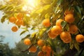 Ripe oranges hanging from a small orange tree. Tangerines on a tree in a garden. Generative AI Royalty Free Stock Photo
