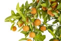 Ripe Oranges hanging from a small orange tree