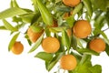 Ripe Oranges hanging from a small orange tree