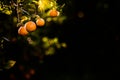 Ripe oranges loaded with vitamins hung from the orange tree in a plantation at sunset with sunbeams in the background in spring Royalty Free Stock Photo