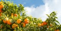 Ripe oranges at orange tree Royalty Free Stock Photo