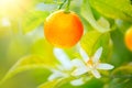 Ripe oranges or tangerines hanging on a tree. Organic juicy orange growing