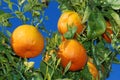 Ripe oranges at tree Royalty Free Stock Photo