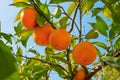 Ripe oranges on a tree branch against the blue sky in italian garden Royalty Free Stock Photo