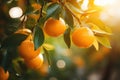 ripe oranges on a tree branch blurred sunset background, delicious tangerines at golden hour