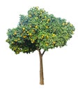 Ripe oranges on tree Royalty Free Stock Photo