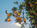 Ripe oranges on tree Royalty Free Stock Photo