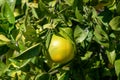 Ripe oranges on the tree in the garden. Close up Royalty Free Stock Photo