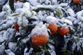 Ripe oranges under the snow Royalty Free Stock Photo