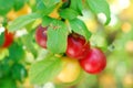 ripe orga nicplums on the tree