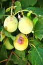 ripe orga nicplums on the tree