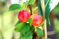 ripe orga nicplums on the tree