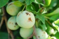 ripe orga nicplums on the tree