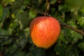 Ripe organic apple Braeburn on apple tree Royalty Free Stock Photo
