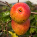 Ripe organic apple Braeburn on apple tree Royalty Free Stock Photo