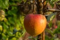 Ripe organic apple Braeburn on apple tree Royalty Free Stock Photo