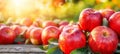 Ripe organic apples growing on tree in greenhouse, healthy fruits concept with text space Royalty Free Stock Photo