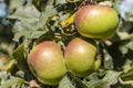 Ripe organic apples on tree near Lautenbach, Black Forest, Germany