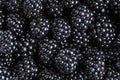 Ripe organic blackberries close up Royalty Free Stock Photo