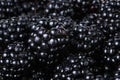 Ripe organic blackberries close up Royalty Free Stock Photo