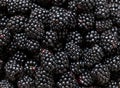 Ripe organic blackberries close up. Selective focus Royalty Free Stock Photo