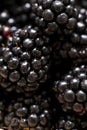 Ripe organic blackberries close up. Selective focus Royalty Free Stock Photo