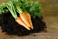 Ripe organic carrots with green leaves Royalty Free Stock Photo