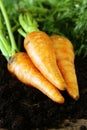 Ripe organic carrots with green leaves Royalty Free Stock Photo