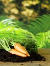 Ripe organic carrots with green leaves Royalty Free Stock Photo