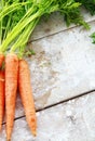 Ripe organic carrots Royalty Free Stock Photo