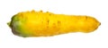 Ripe organic central asian yellow carrot cut out Royalty Free Stock Photo