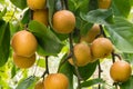 Ripe organic chinese pears hanging on pear tree at harvest time