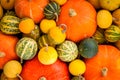 Ripe organic colored pumpkins