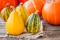 Ripe organic colored pumpkins