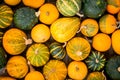 Ripe organic colored pumpkins