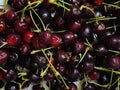 Ripe organic dark red cherries