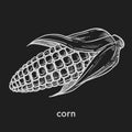 Ripe organic ear of corn grown at fram monochrome sketch. Royalty Free Stock Photo